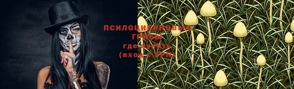 прущие грибы Гусев